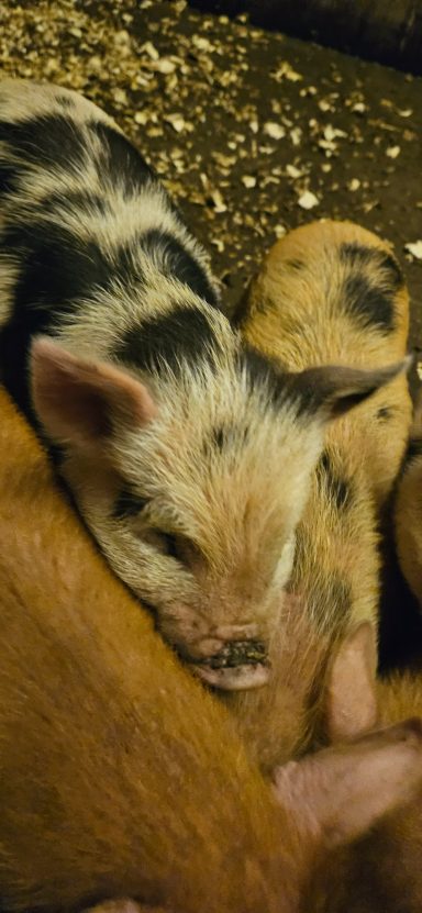 Timmy Male piglet