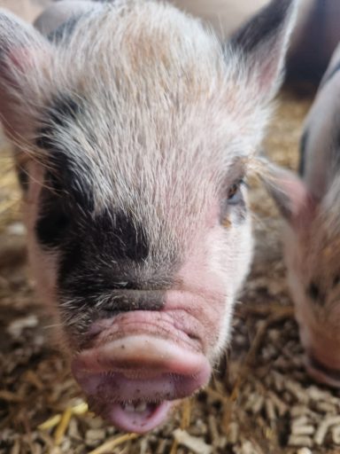 Maisie pig Maisie pig
