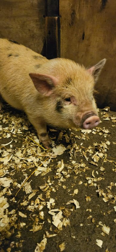Petie-Boy Piglet