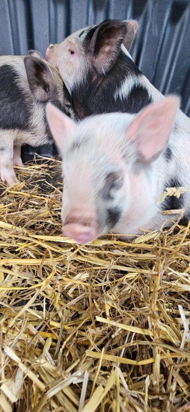 pedro pig Pedro pig