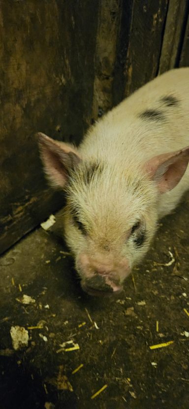 Penny Girl Piglet