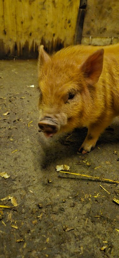 steevo male piglet