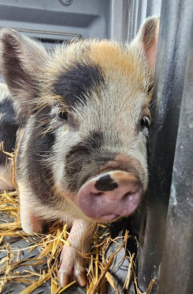 Timmy pig Timmy pig