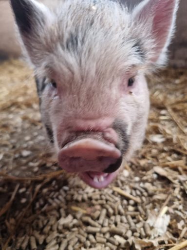 Peggy pig Peggy Pig