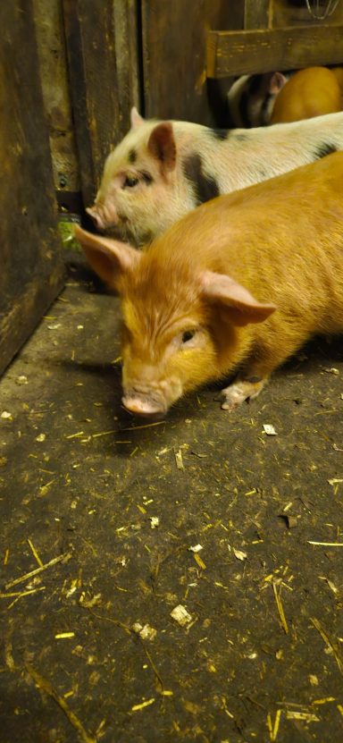 Tangerine-female piggie